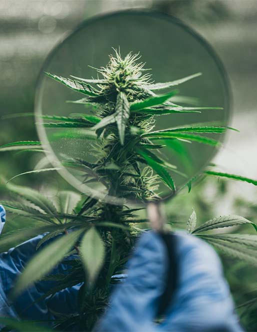 canabis květ květ CBD